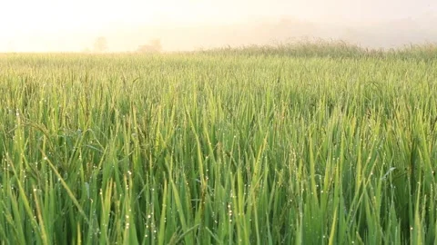Young rice leaf Stock Footage 252662809