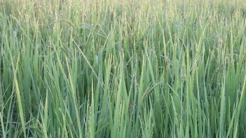 Young rice leaf Stock Footage 252662829