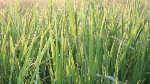 Young rice leaf Stock Footage 252662834
