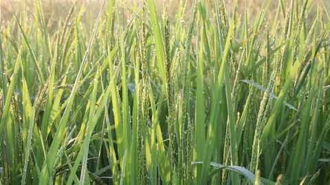 Young rice leaf Video stock 252662858