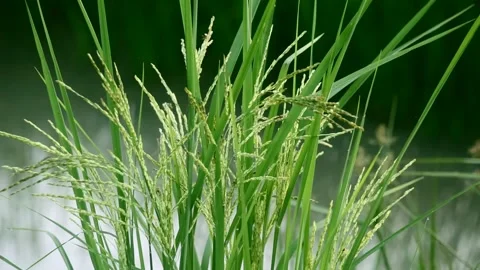 Young rice leaf Stock Footage 252740913