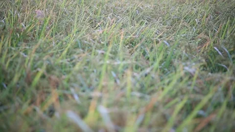 Young rice Organic Stock Footage 252662772