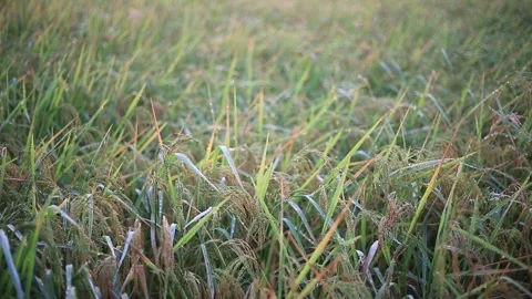 Young rice Organic Stock Footage 252662800