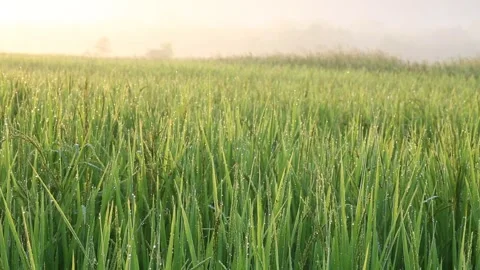 Young rice Organic Stock Footage 252662804