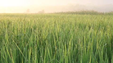 Young rice Organic Stock Footage 252662810