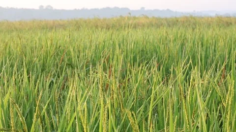 Young rice Organic Stock Footage 252662831