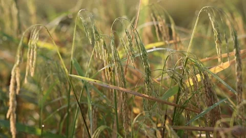 Young rice Organic Stock Footage 252662841