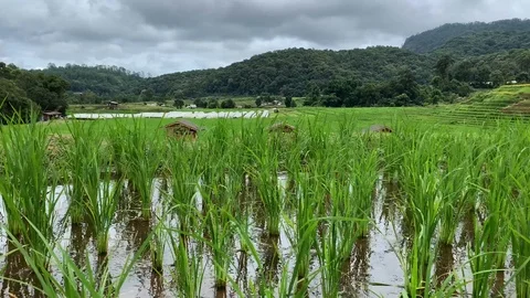 Young rice paddy field background. Stockbeeldmateriaal 124824939