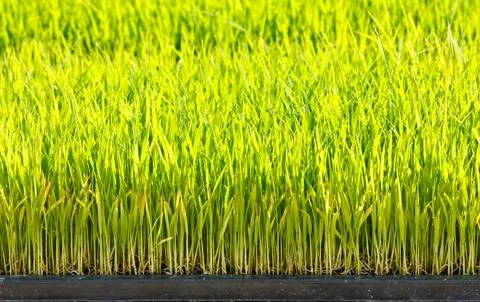 Young rice Stock Photos