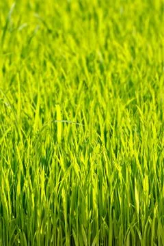 Young rice Stock Photos