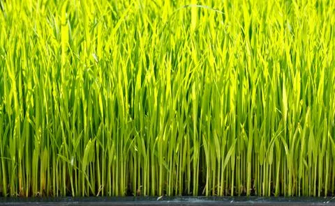 Young rice Stock Photos