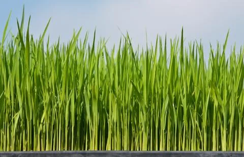 Young rice Stock Photos