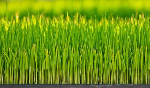Young rice Stock Photos