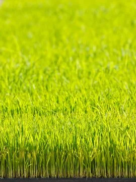 Young rice Stock Photos