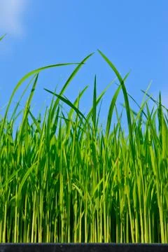 Young rice Stock Photos