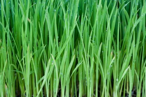 Young rice Stock Photos