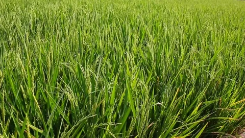 Young rice plants blown by the wind grow in fertile soil Stock Footage 281204567