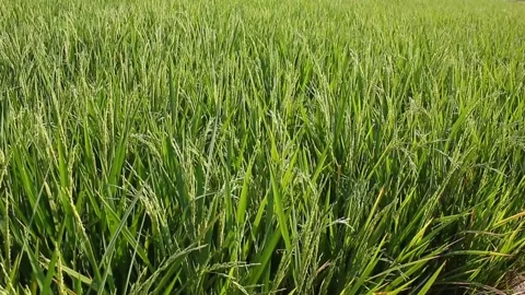 Young rice plants blown by the wind grow in fertile soil Stock Footage 281204569