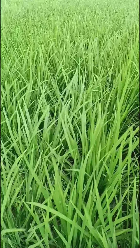 Young rice plants blown by the wind Stock Footage 324850281