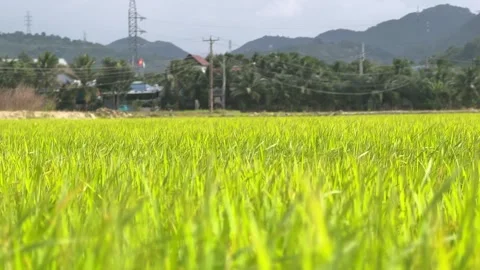 Young rice plants create a continuous green surface as farm houses distant 库存影片 329373426