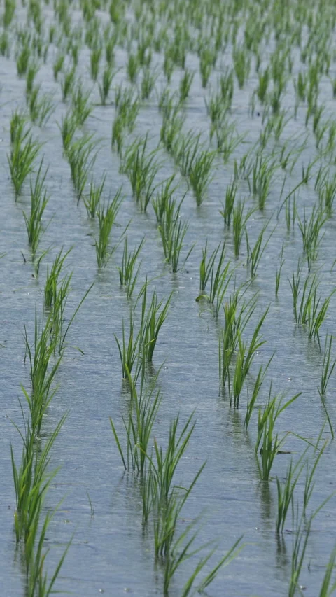 Young Rice Plants in Flooded Paddy Field Vertical Video 库存影片 346193117