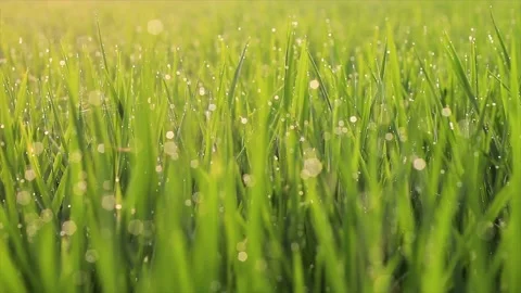 Young Rice Plants Vidéo 230528932