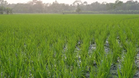 Young Rice Plants Stockbeeldmateriaal 333902000