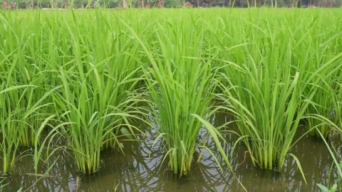 Young Rice Plants 库存影片 333916724