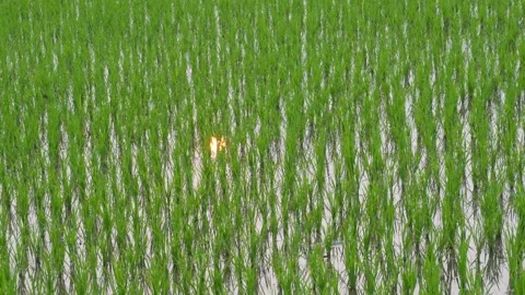Young Rice Plants 库存影片 333916965