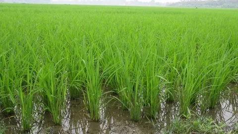 Young Rice Plants 库存影片 333918372