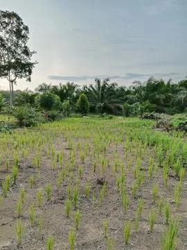 Young Rice Plants Growing in a Developing Paddy Field Stock Photos