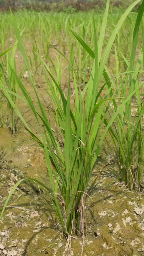 Young rice plants growing Stockbeeldmateriaal 332590534