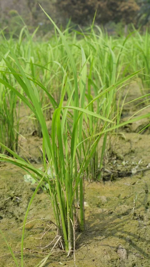 Young rice plants growing 스톡 동영상 332590791