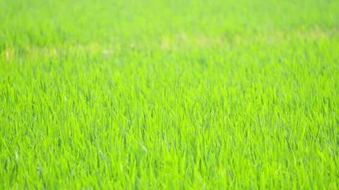 Young Rice Plants Growing in Lush Green Paddy Field Stock-Footage 337142780