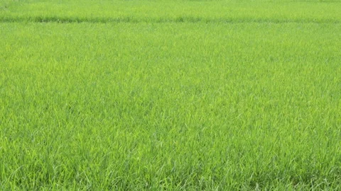 Young rice plants in the paddy fields Stock Footage 159407150
