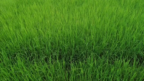 Young rice plants in the rice fields of Thailand. Video stock 183438029