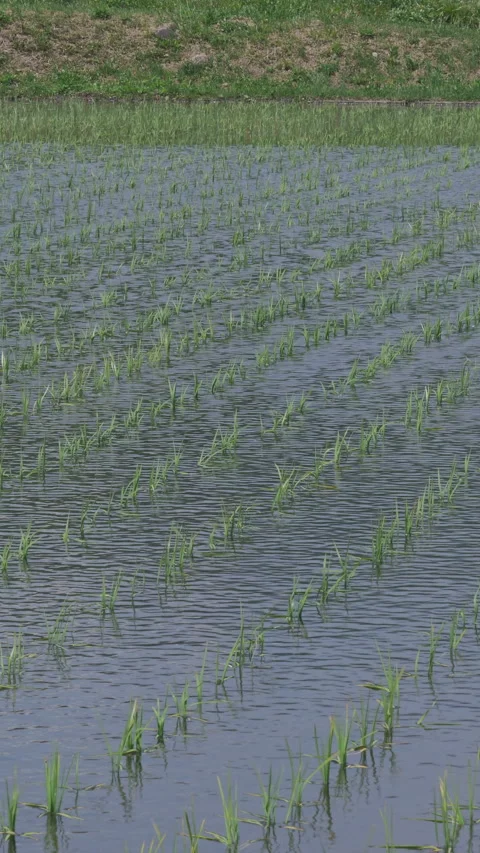 Young Rice Reflected on Paddy Water Close Up Vertical Video Stock Footage 346194479
