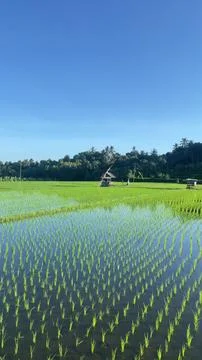 Young Rice Seedling Rows in Flooded Field Under Blue Sky in Bali Stock Photos