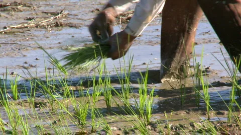Young rice seedlings been planted by a farmer Stock Footage