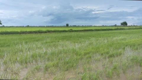 Young Rice Seedlings In Flooded Paddy Field Under Storm Clouds In Cambodia Stock Footage 342264109