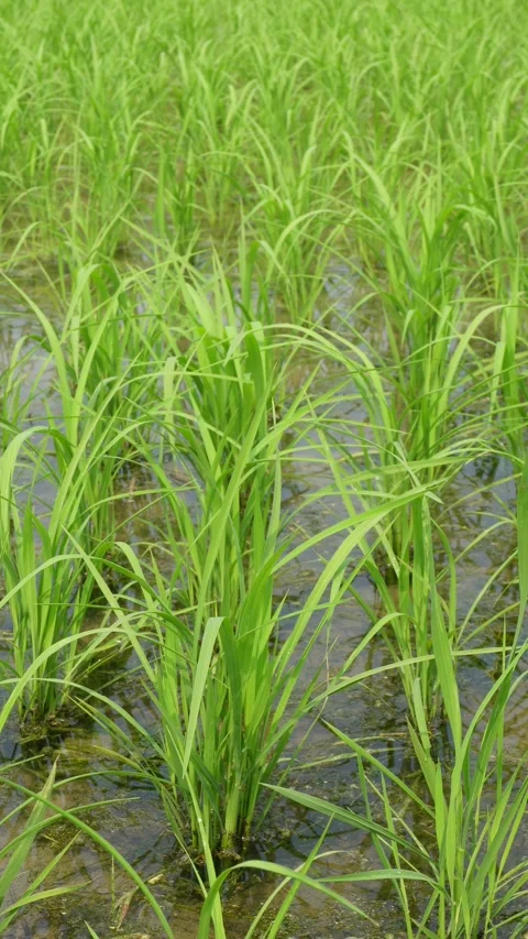 Young Rice Seedlings Vidéo 333911080