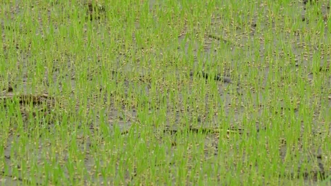 Young Rice Seedlings 스톡 동영상 346145524