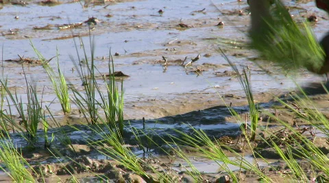 Young rice seedlings getting planted by a bare feet farmer Stock Footage 604509