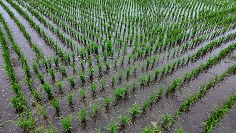 Young rice seedlings growing in flooded paddy with perfectly aligned rows Stock Footage 341382207