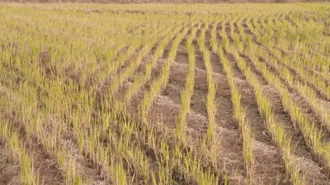 Young Rice Seedlings Growing in the Paddy Field Stock Footage 334511154