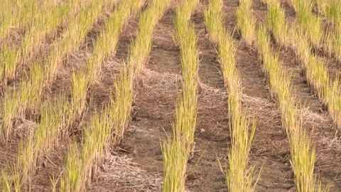 Young Rice Seedlings Growing in the Paddy Field Stock Footage 334511155