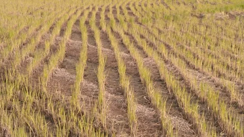 Young Rice Seedlings Growing in the Paddy Field Stock Footage 334511172