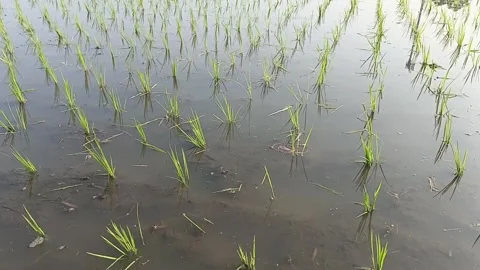 Young Rice Seedlings in Paddy Field at Morning Sunlight Stock Footage 345340184