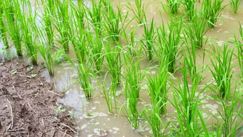 Young rice seedlings planted in rows across a flooded paddy field Stock Footage 344705679