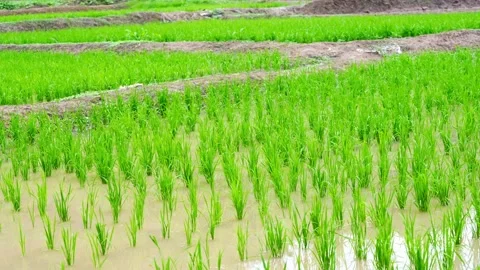 Young rice seedlings planted in rows across a flooded paddy field Stock Footage 344705692